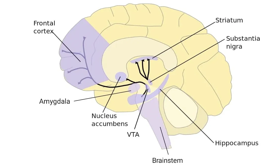 diagram of a brain including the VTA and related structures in the dopaminergic circuit